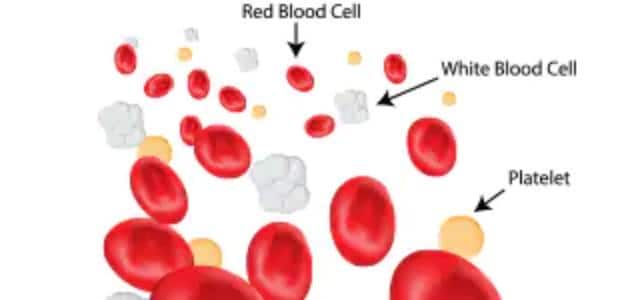 red and white blood cells and blood platelets